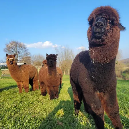 Daire Het Alpaca Zicht *